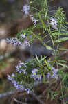 Willowleaf aster